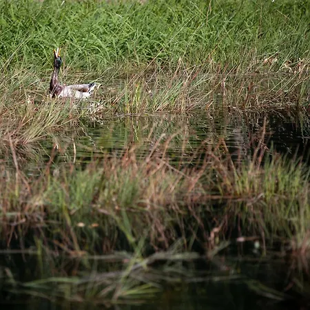 The Funny Friends 롯지 *